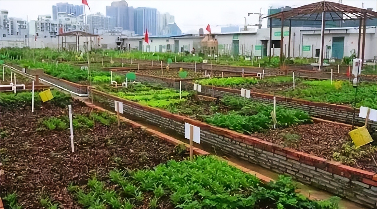 1.5亩地收入却高达19万，这个“共享农场”如何做到的？