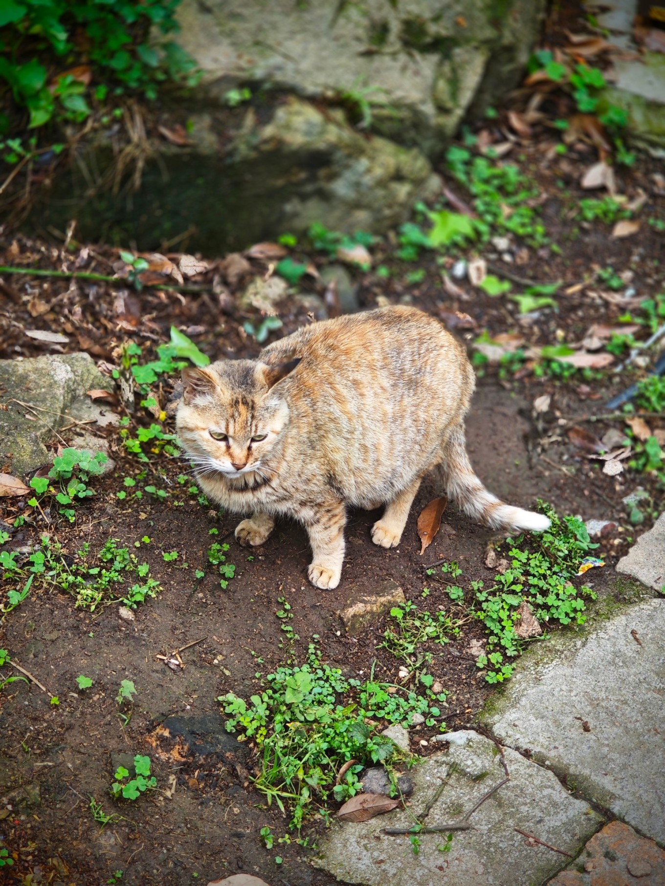 普陀山二日祈福游,普陀山朝拜二日行