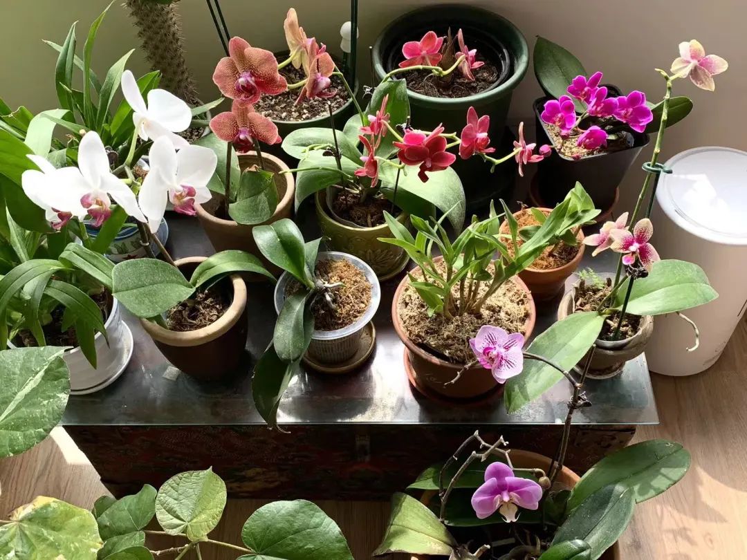 蝴蝶兰适合什么情况送,蝴蝶兰送礼一对还是一盆