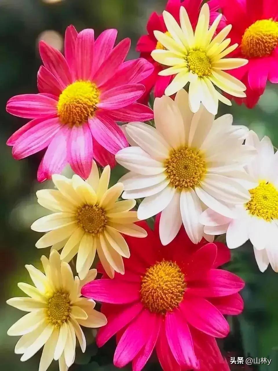 五颜六色的花朵养眼舒心,灵动秀美的花朵图片