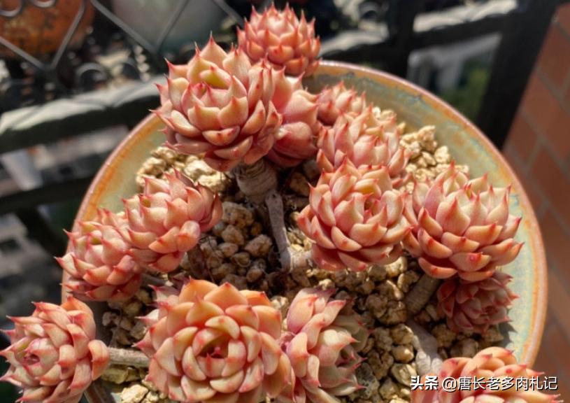 多肉苯巴蒂斯和吉娃娃哪个更好看,静夜多肉和苯巴蒂斯多肉的区别