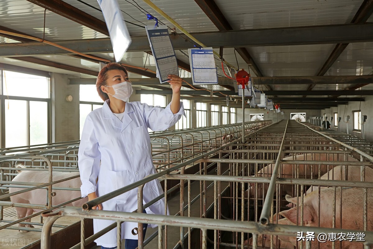 养猪要懂得猪的病情,养猪不知道喂什么