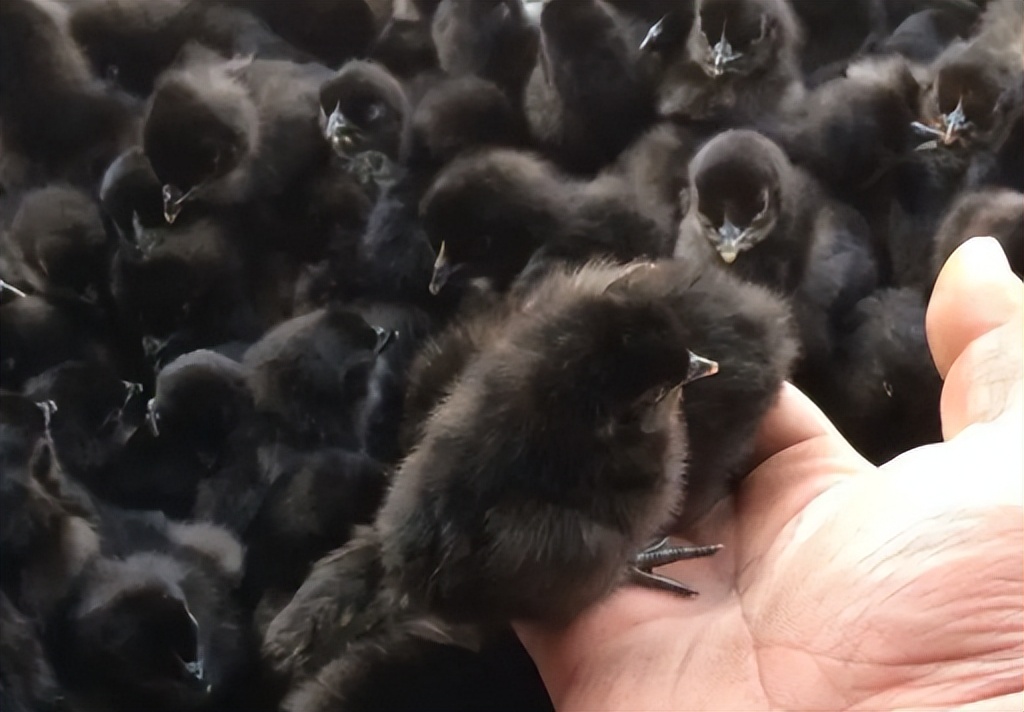 男子将500多万财产留给女友,男子四川娶上亿富豪