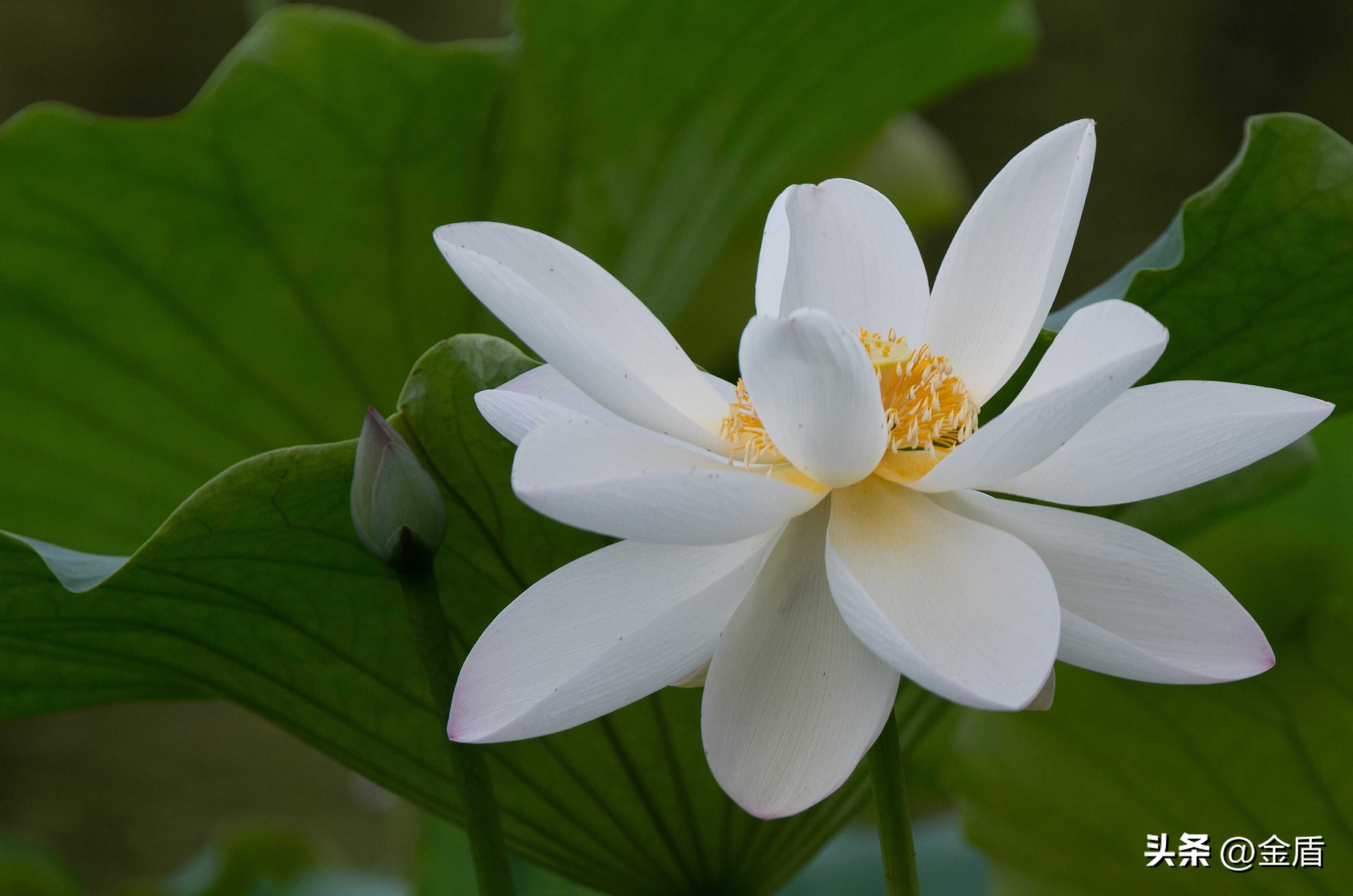 荷花中的隐藏的精神,荷花具有什么样的品格和志向