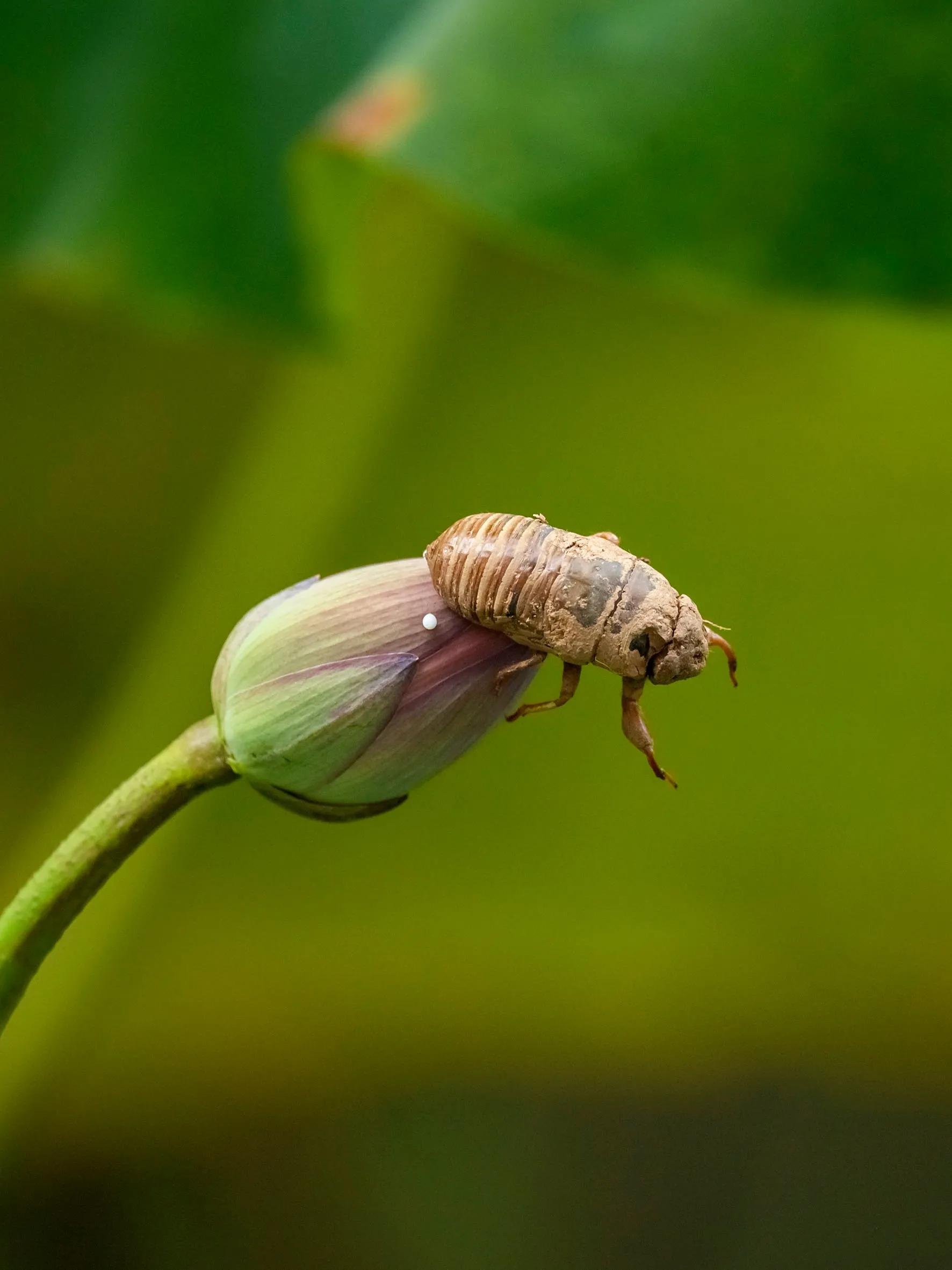 铦夐〗寮虹殑鐢熷懡,铦夌敓鍛藉姏椤藉己