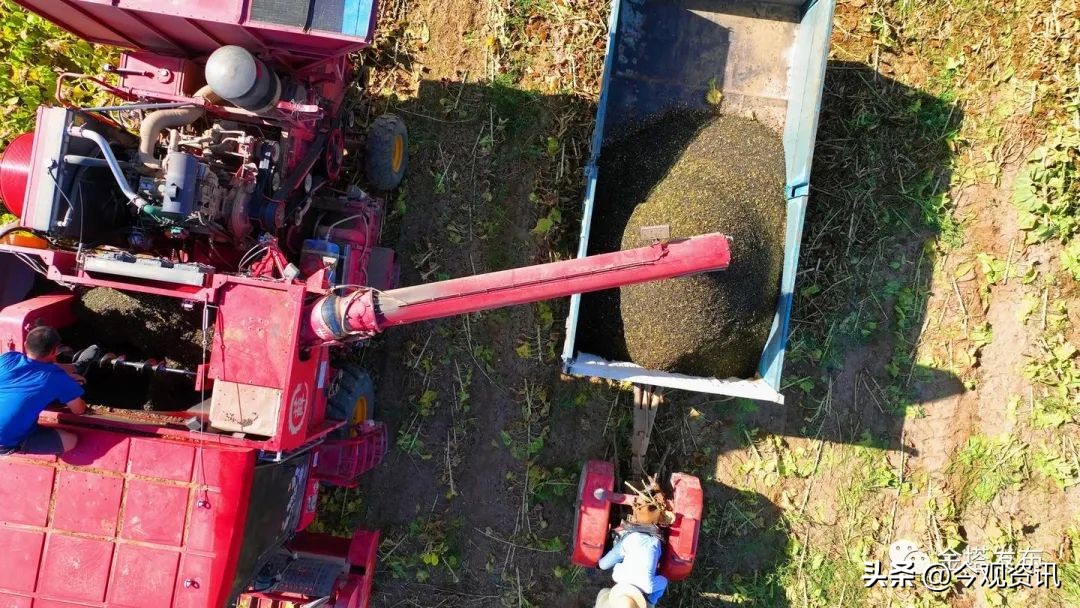 “风”景变“丰”景！——金塔县：“花田”喜事多向日葵喜丰收