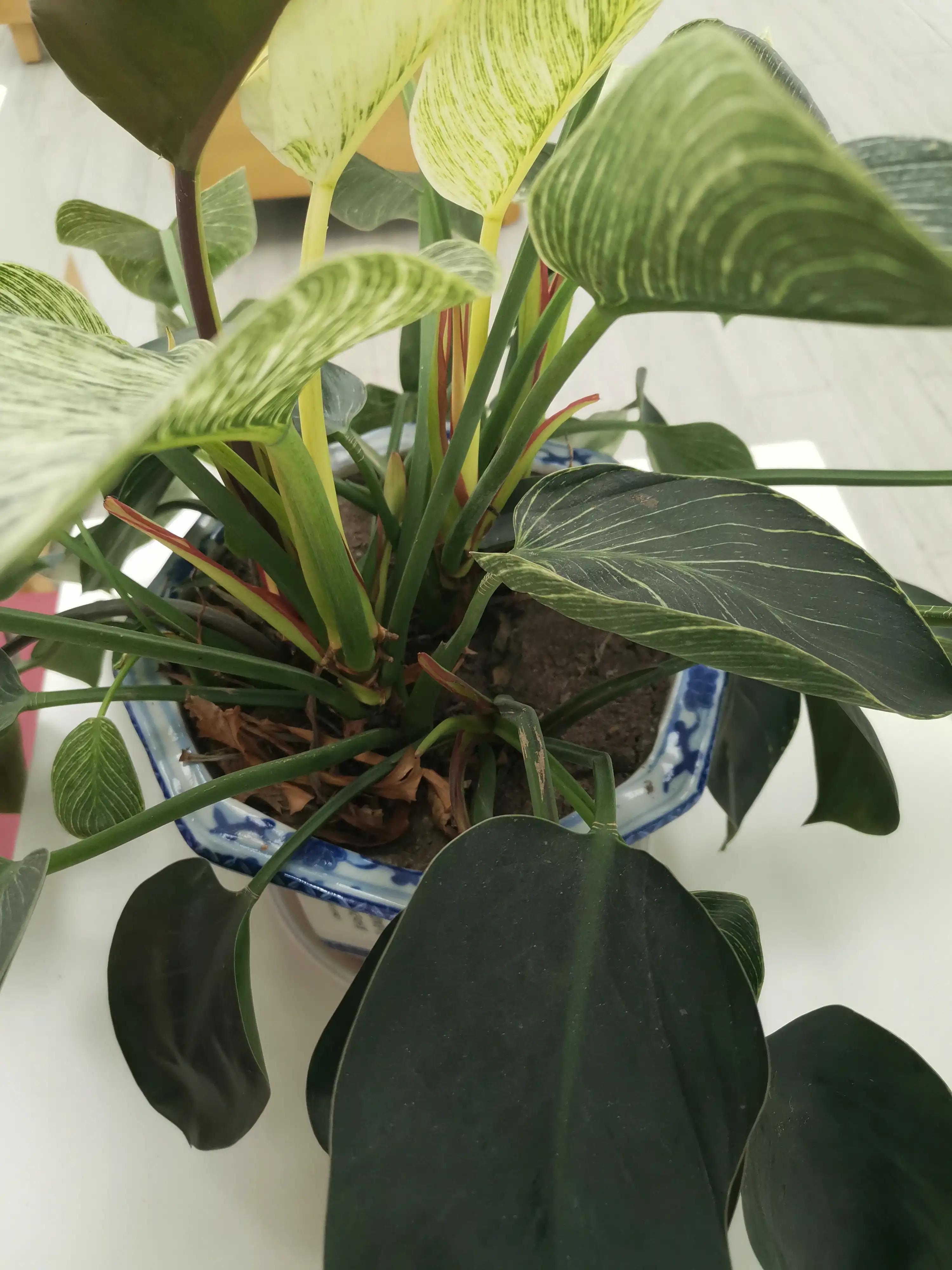 嫁入兄弟俩的家庭的忠告,嫁给兄弟姐妹多的家有什么优缺点