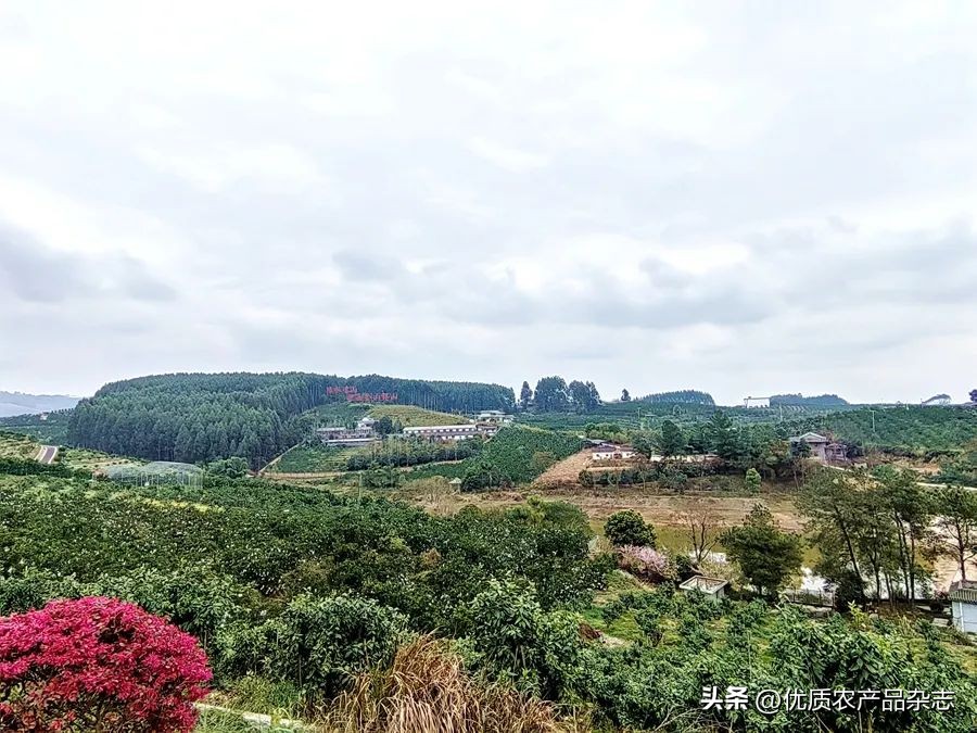 眉山春橘为什么行？