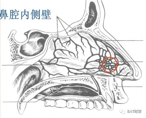 引起鼻出血的病因有哪些,鼻出血病因及诊断治疗方法推荐
