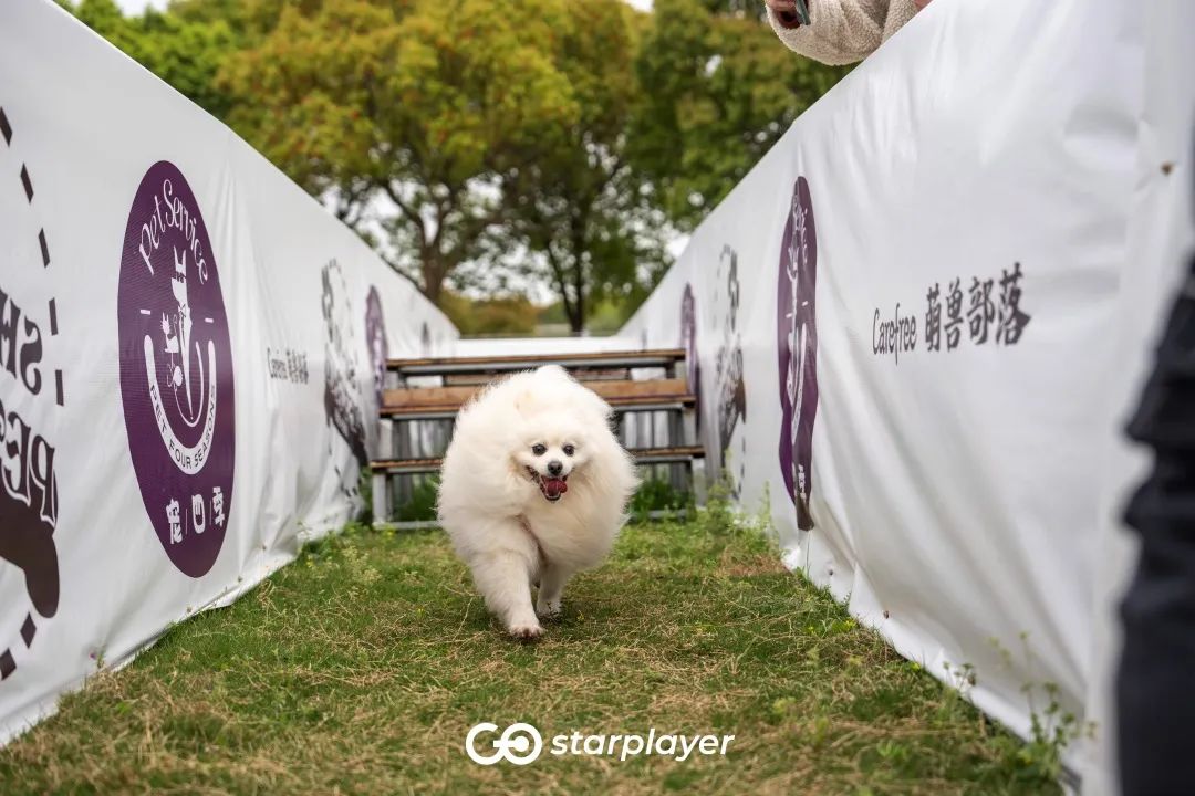 汪汪队露营去游戏,汪汪队露营获得勋章