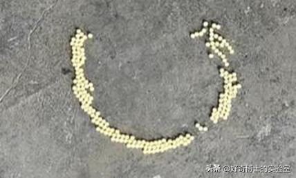 在家里发现小黑颗粒是虫卵吗,墙上有虫卵很小颗粒