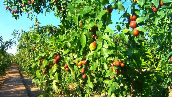 沙漠变绿洲是怎么做到的,把沙漠变成肥沃的土地