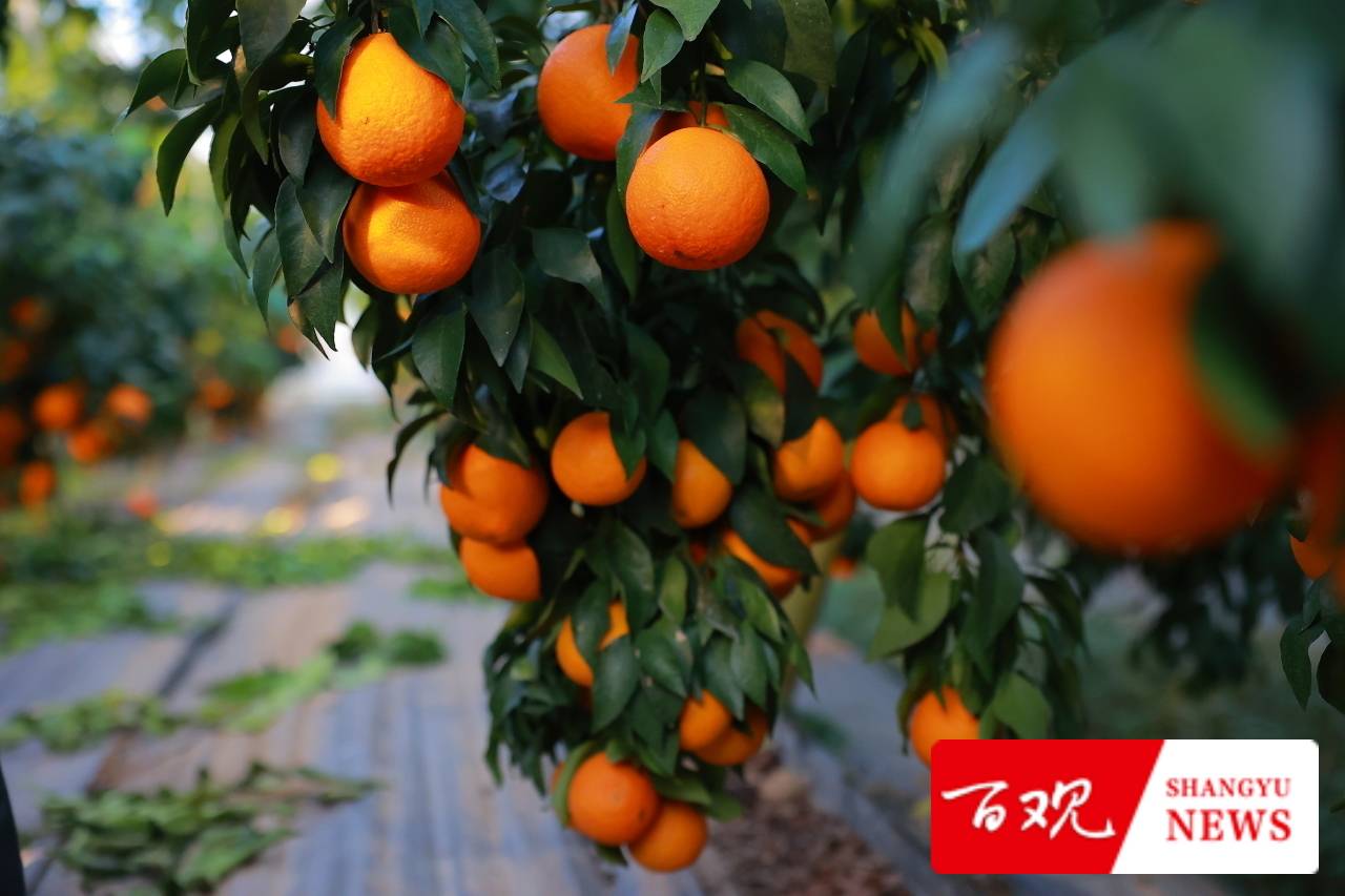 种植大户陈伟祥说：我要把“务农”这碗饭从苦吃到甜