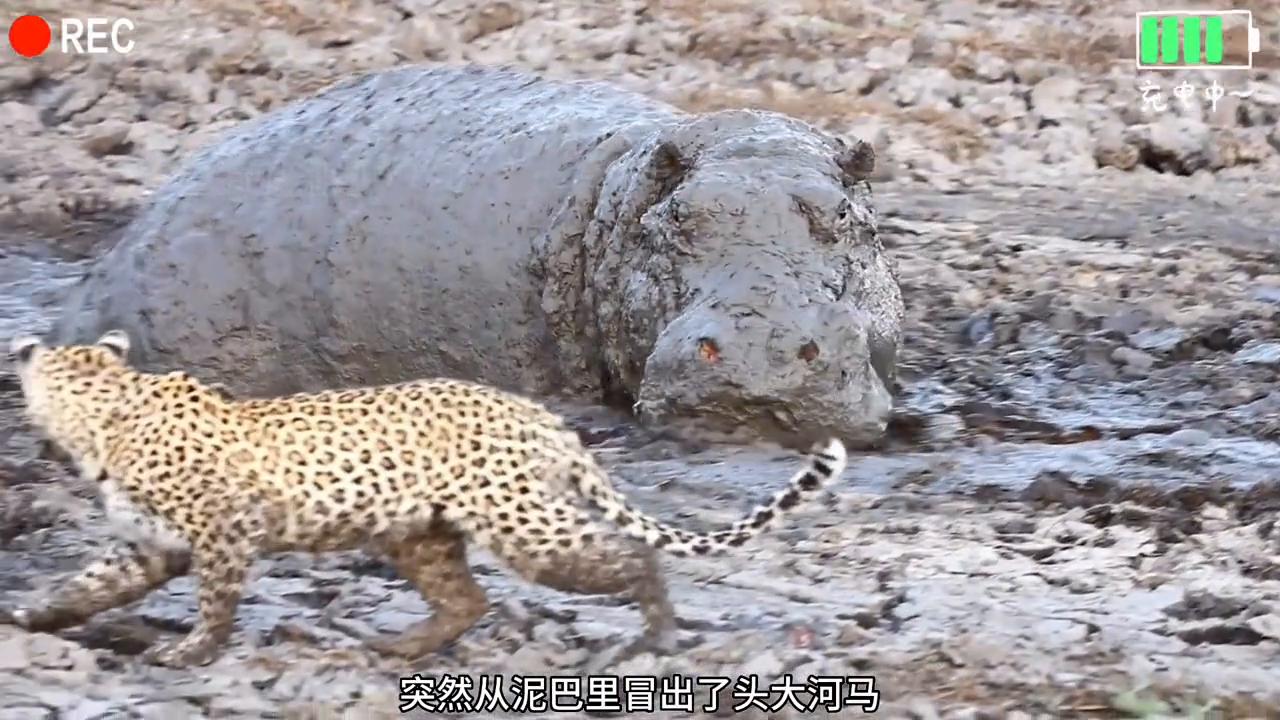 打工豹在河马家的豪华大泳池里抓了条小鲶鱼#神奇动物在抖音