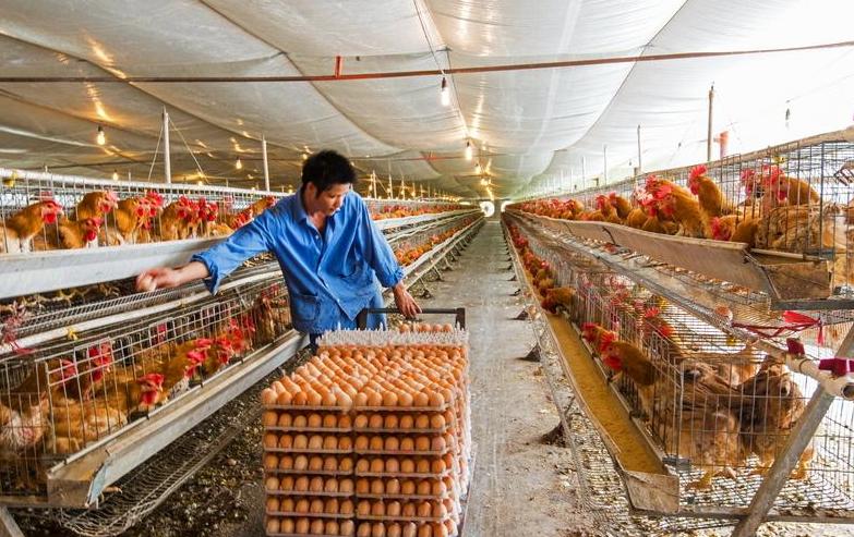 我家隔壁养鸡场臭气熏天怎么办,养鸡场臭气怎么消除