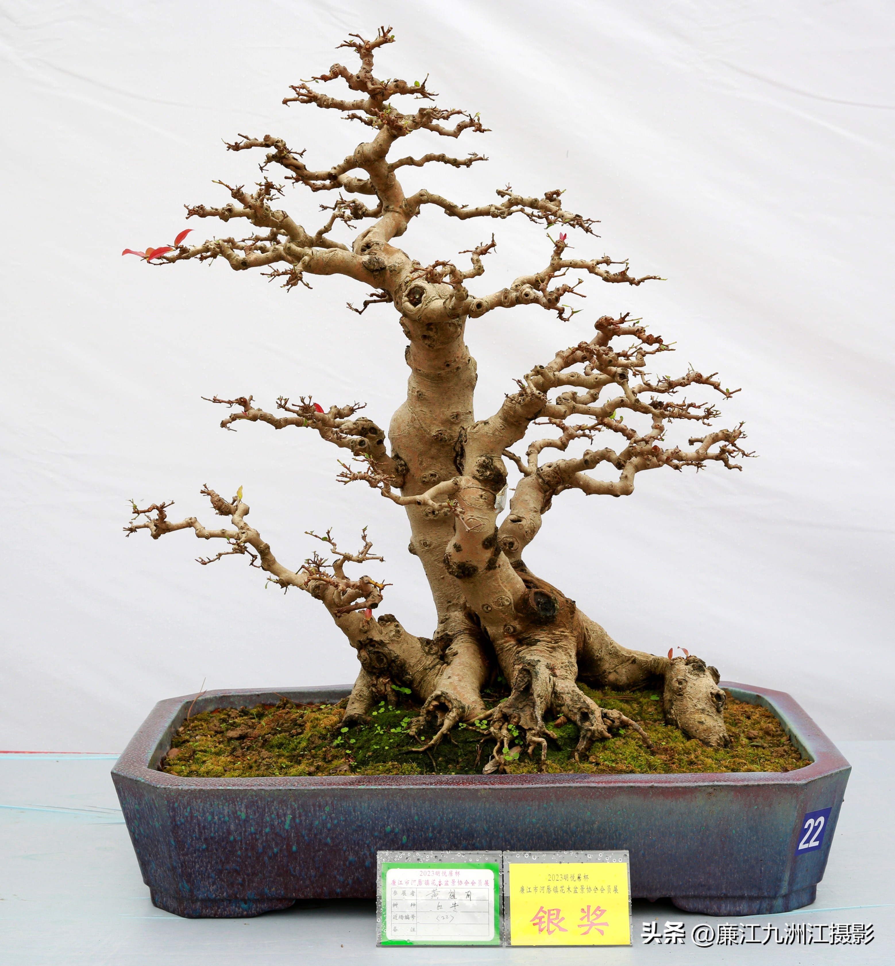 最高端的盆景展,一场惊艳的盆景展