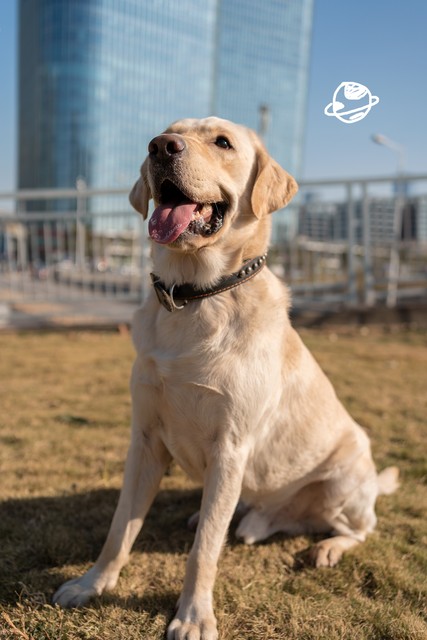 人养十只金毛母狗一年能挣多少钱,养金毛狗200只一年赚多少钱