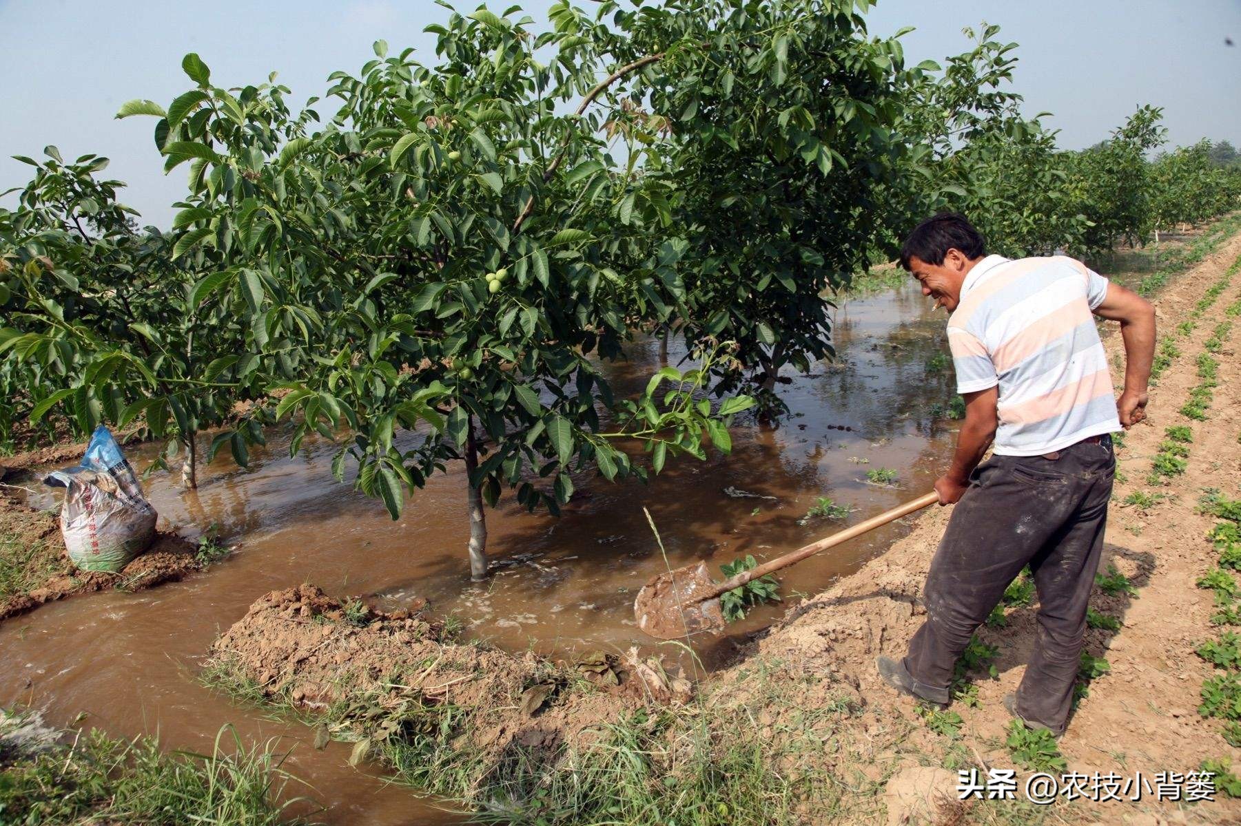 黄腐酸和腐植酸的区别是什么,黄腐酸与腐植酸有什么区别