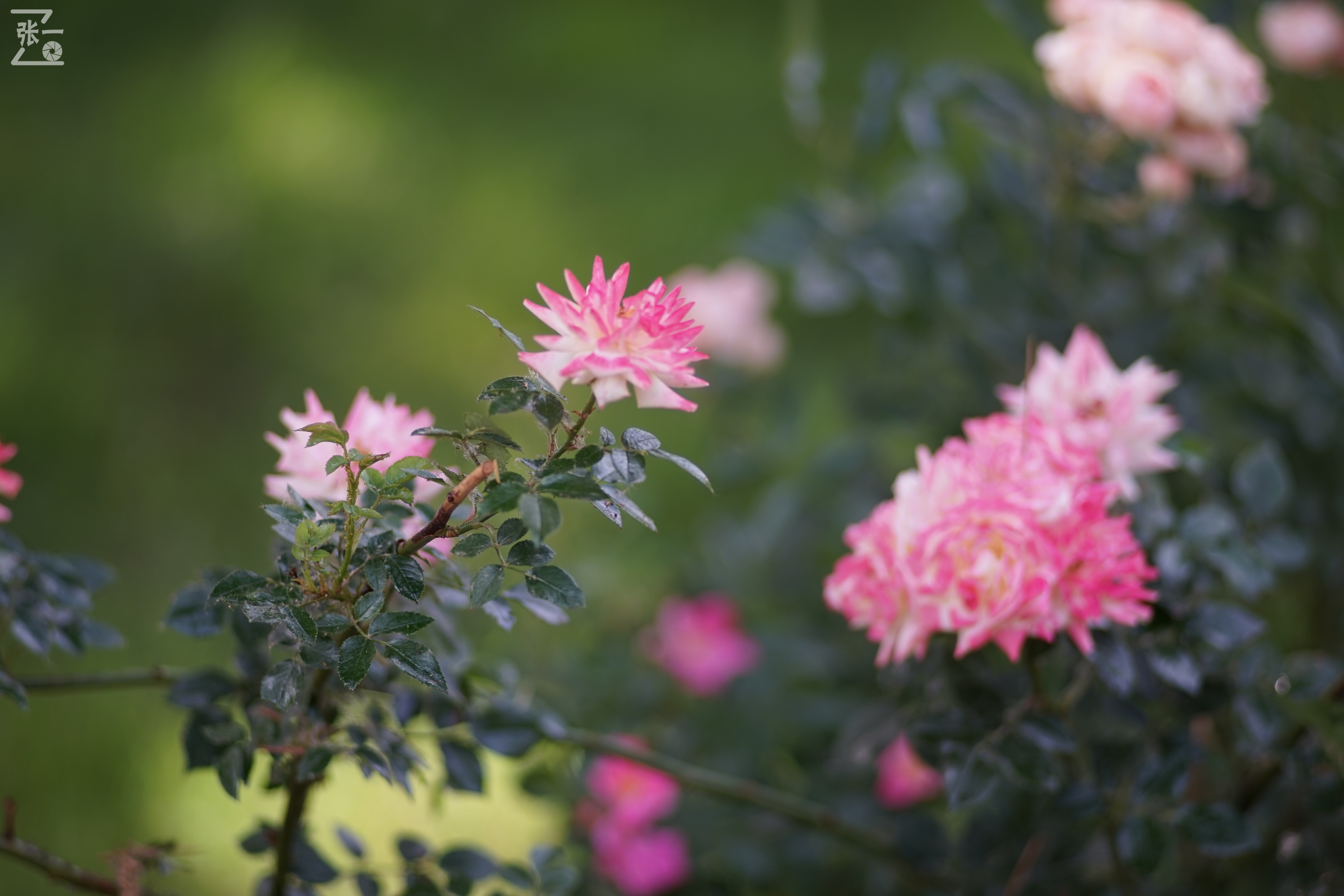 蔡司sonnar50毫米,蔡司sonnar镜头生产年份