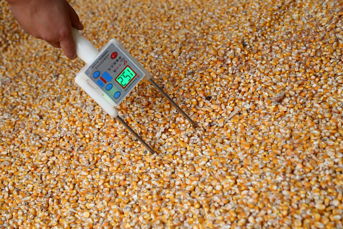 玉米要涨价的节奏,玉米要涨价是真的吗