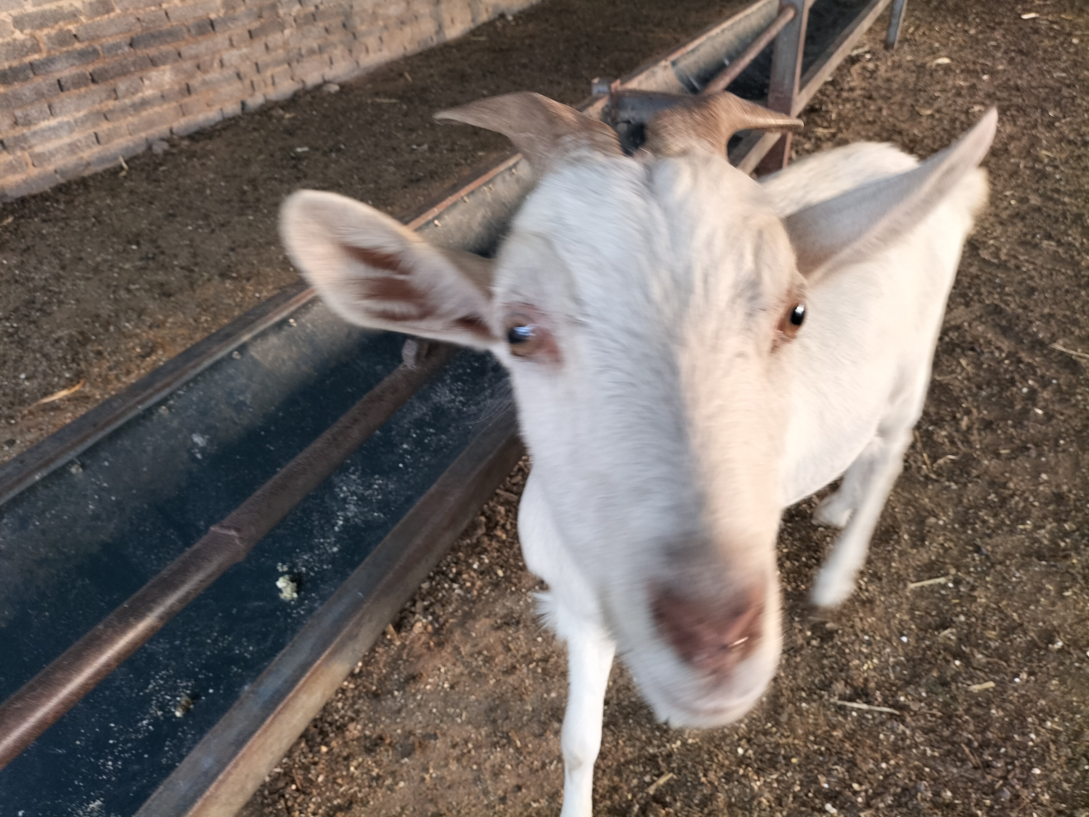 回农村创业适合养殖什么不愁销路,农村适合养殖什么行业