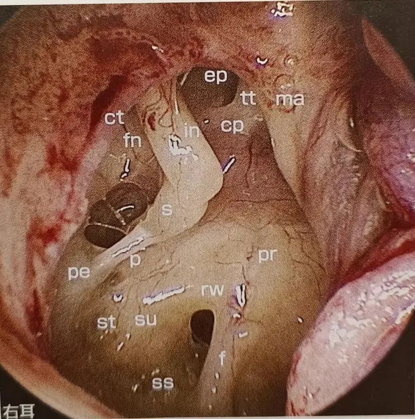 耳部解剖结构和生理功能,耳部解剖笔记