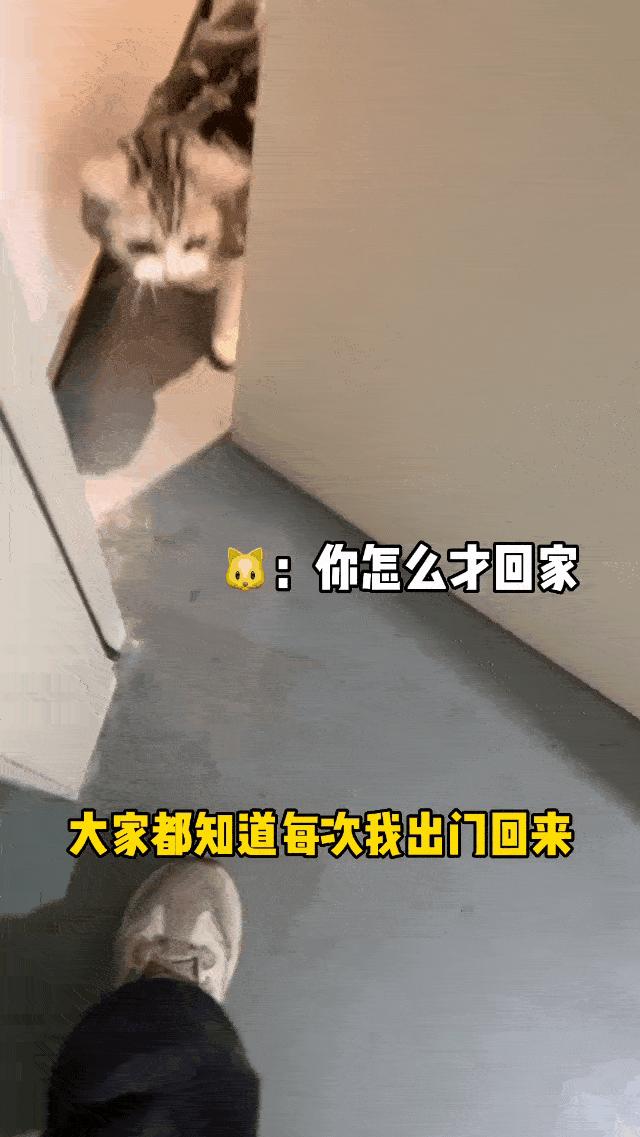 两个猫掐架怎么办,和铲屎官打架的猫咪