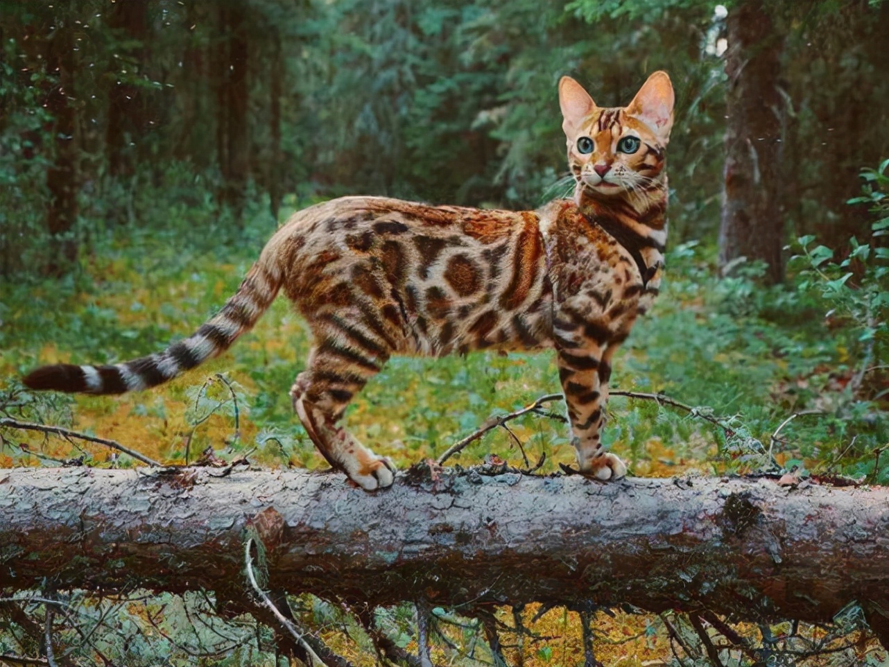 广东老太在山上抱回一只野猫,广东老太捡到一只猫仔