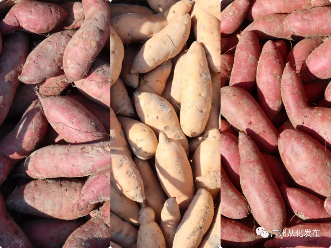 高山番薯广东广州从化地区的特产,哪个品种的番薯香甜软糯好吃