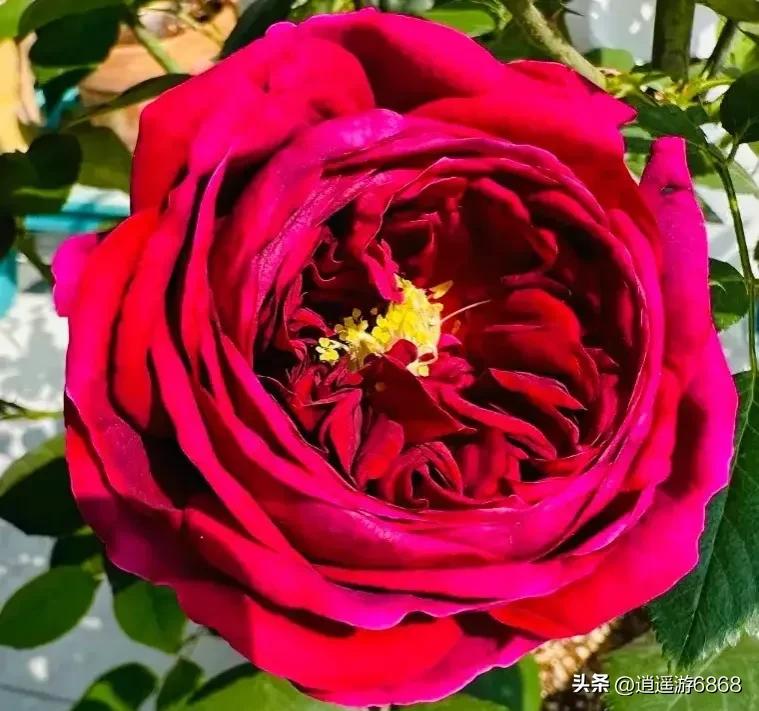 月季花美图,皇宫月季花花苞不密集