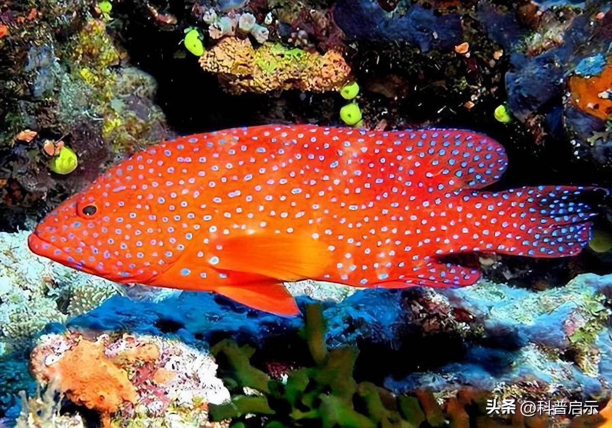 南沙美济岛最新规划,南海建设成果