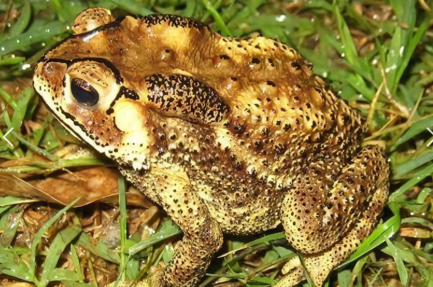 养殖中华大蟾蜍需要什么手续,蟾蜍的人工养殖成功了吗