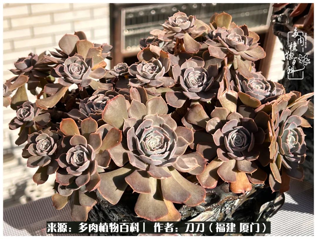 多肉夏季不好养品种有哪些,高花盆为什么养不好多肉