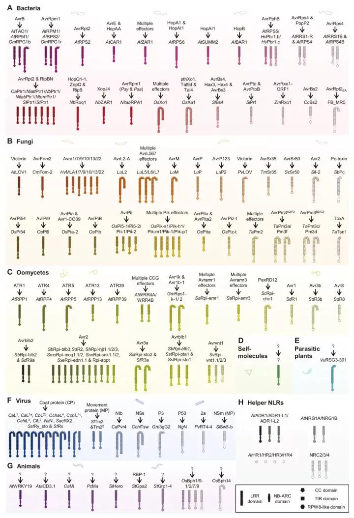 植物免疫系统的“御敌”机制