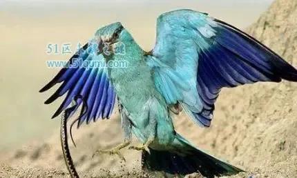 满清八大酷刑有多残忍,满清的酷刑有多可怕