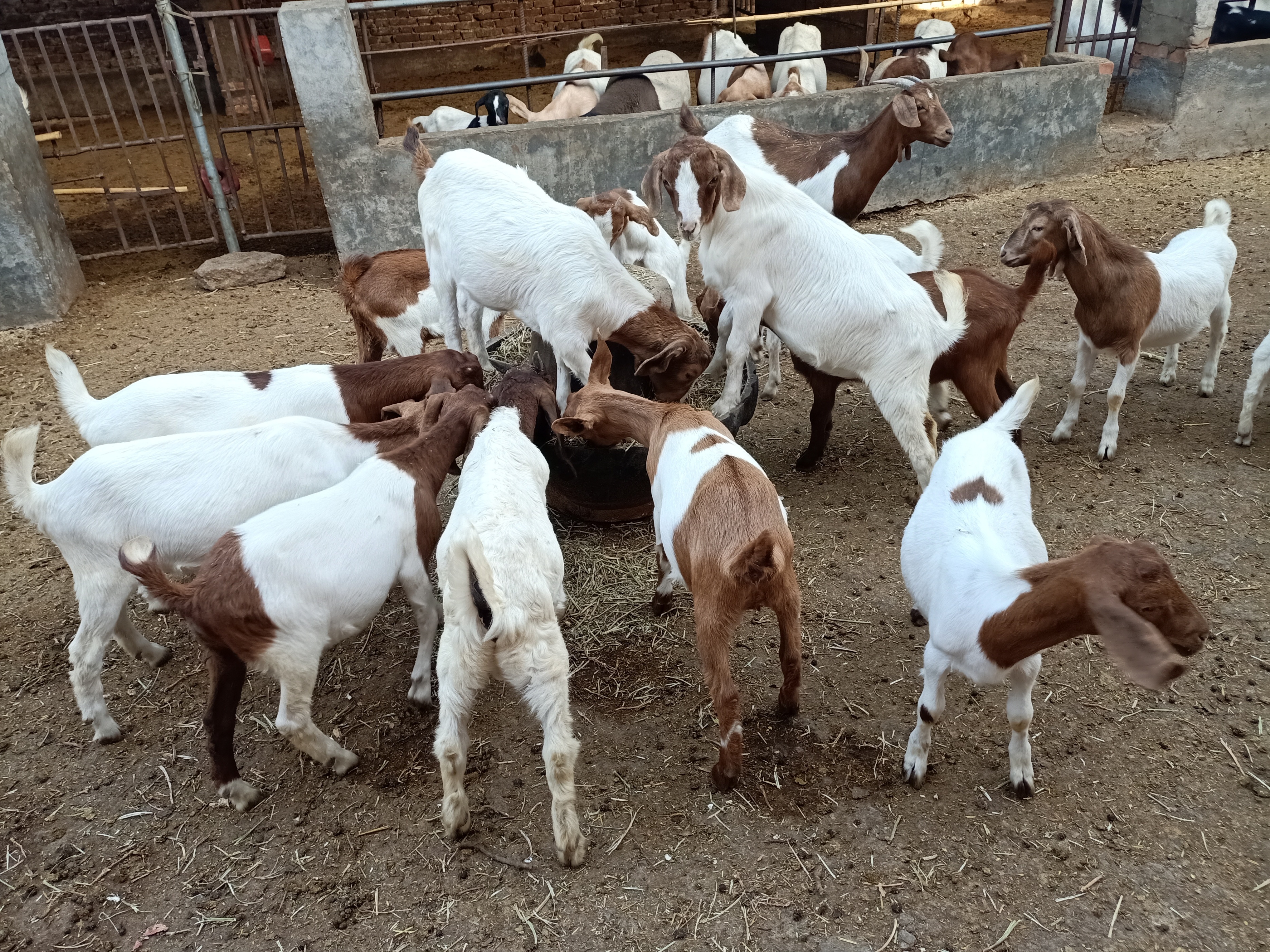 农民养羊存在的问题,养羊赚钱的十大忠告