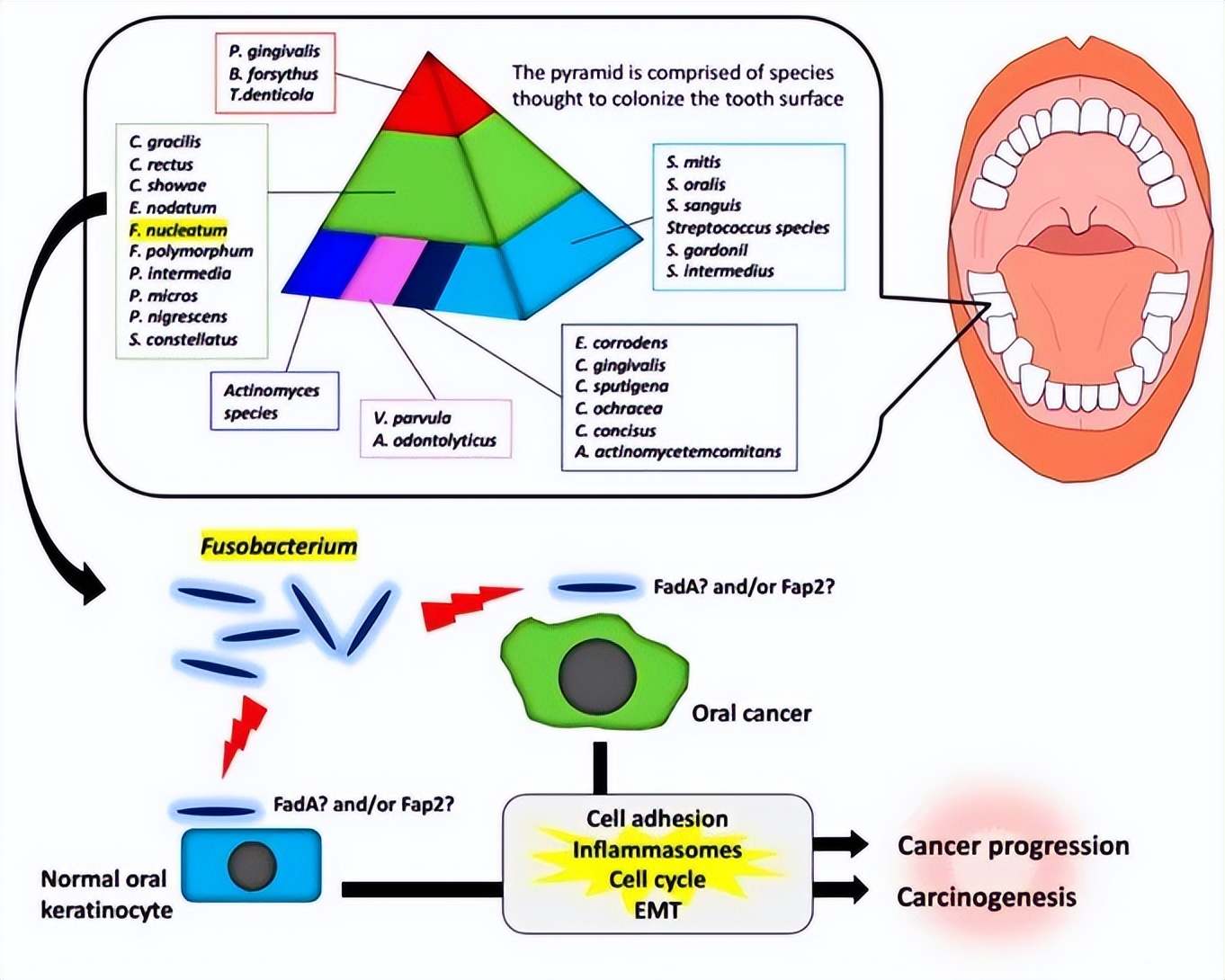 梭杆菌属有什么作用,梭杆菌是益生菌吗