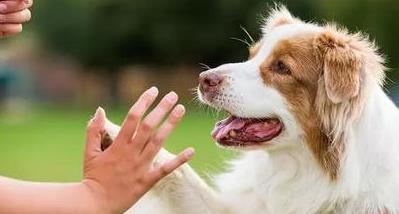 狗狗槟榔上瘾怎么办,怎么消除狗狗的戒心