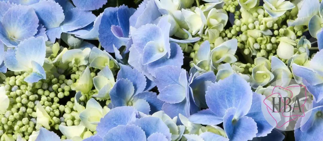 身边一抹蓝,最美蓝色绣球