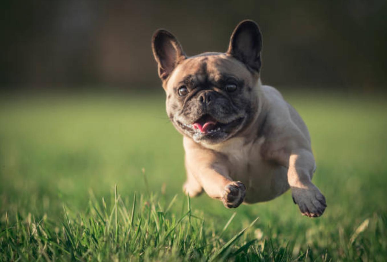 巴哥犬的优点和缺点,巴哥犬的五大优点和缺点