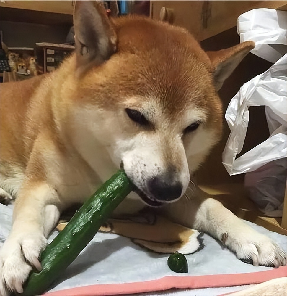 养狗吃什么营养品防止狗生病,养狗喂什么饲料狗狗长得快