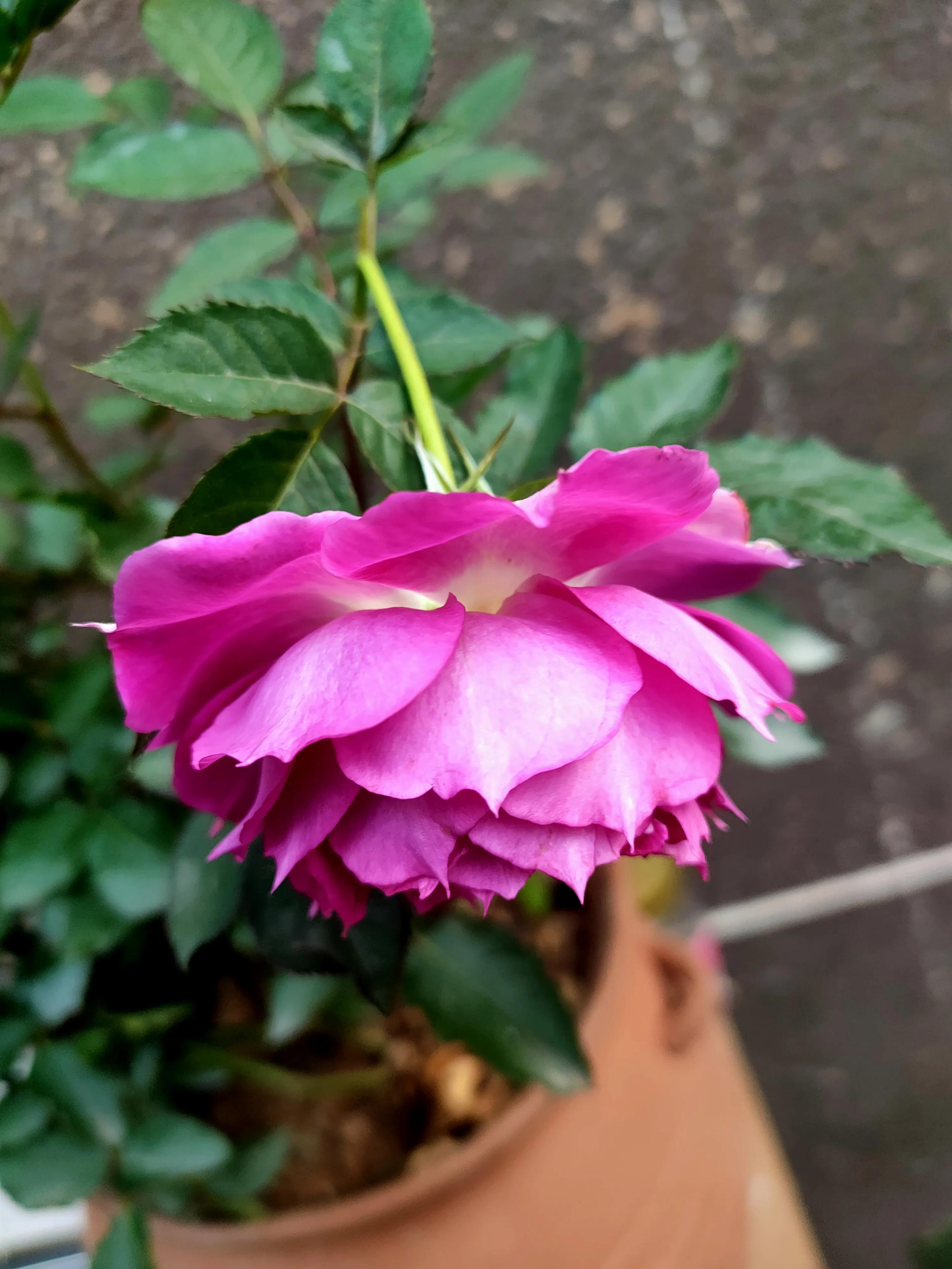 业主因疫情无法收房,关于疫情期间业主被减租问题