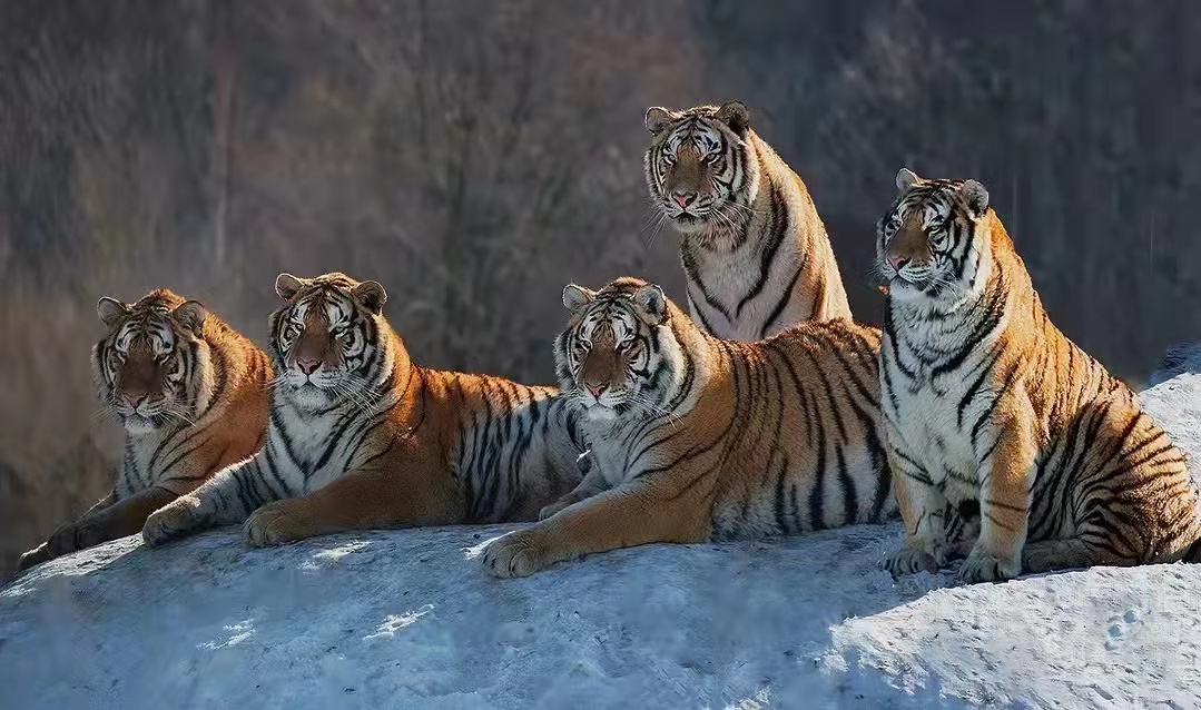 合肥高中什么时候选科分班,合肥的高中是如何择校的