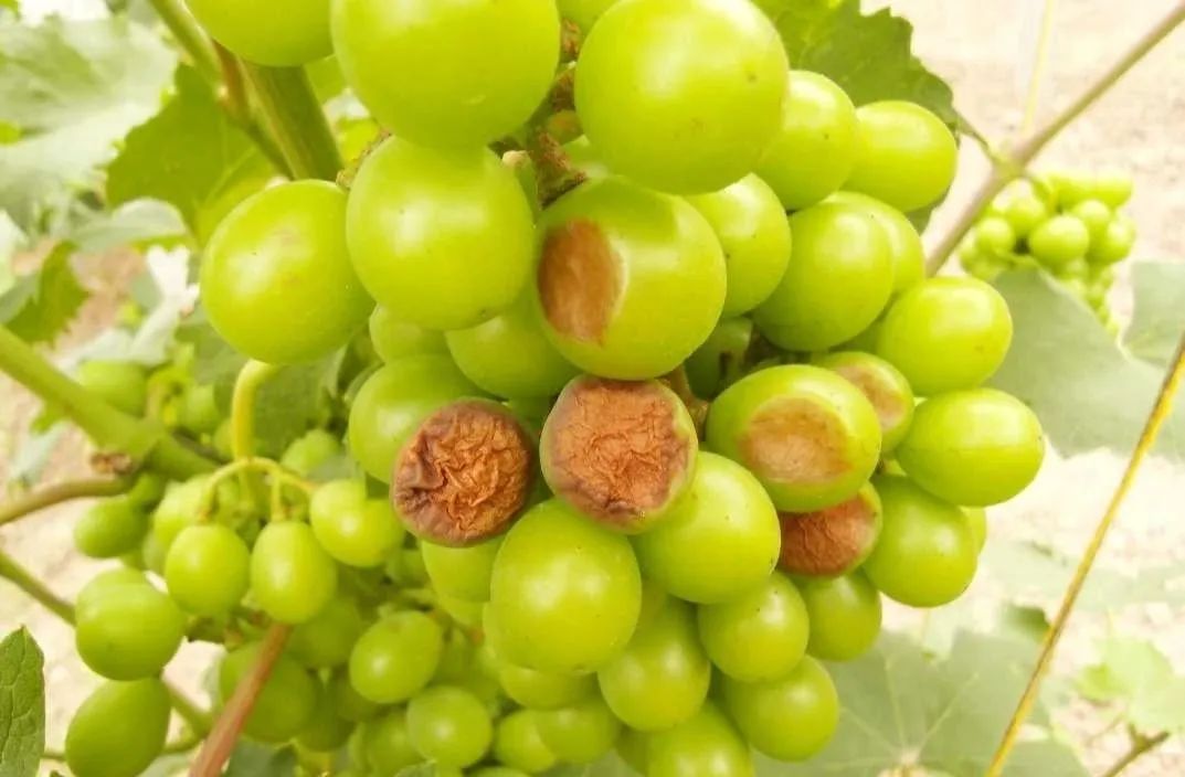 怎样让葡萄没有硬核期,葡萄硬核期要施肥