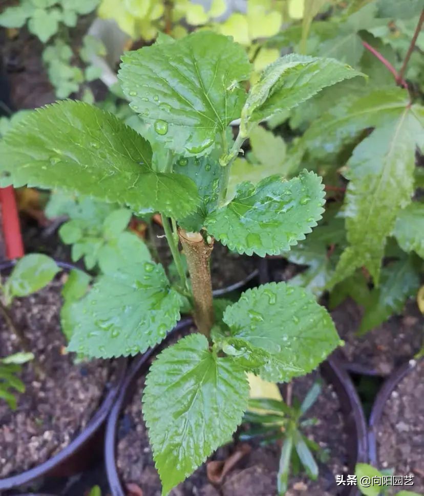 桑树不吉利,桑树不吉祥