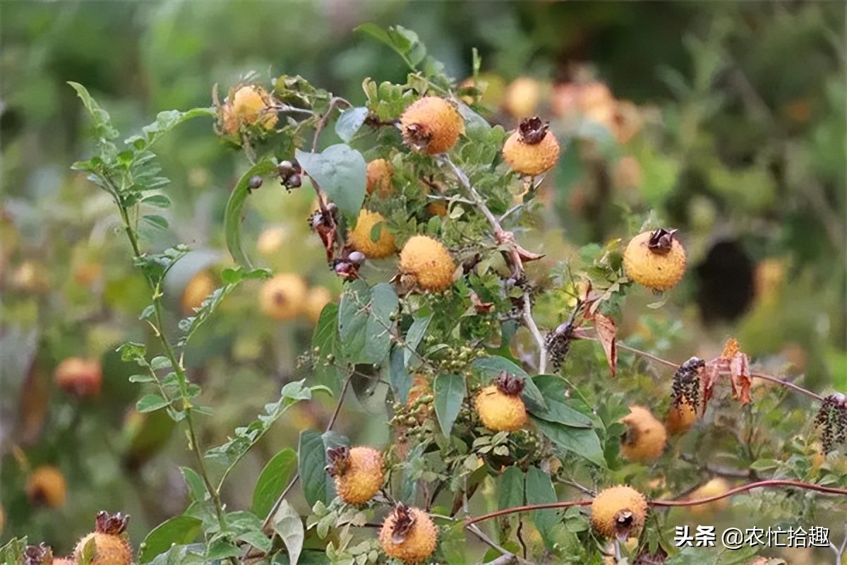 连涨3个月，一斤8元到翻倍，果子难吃也热销，果农：真意外