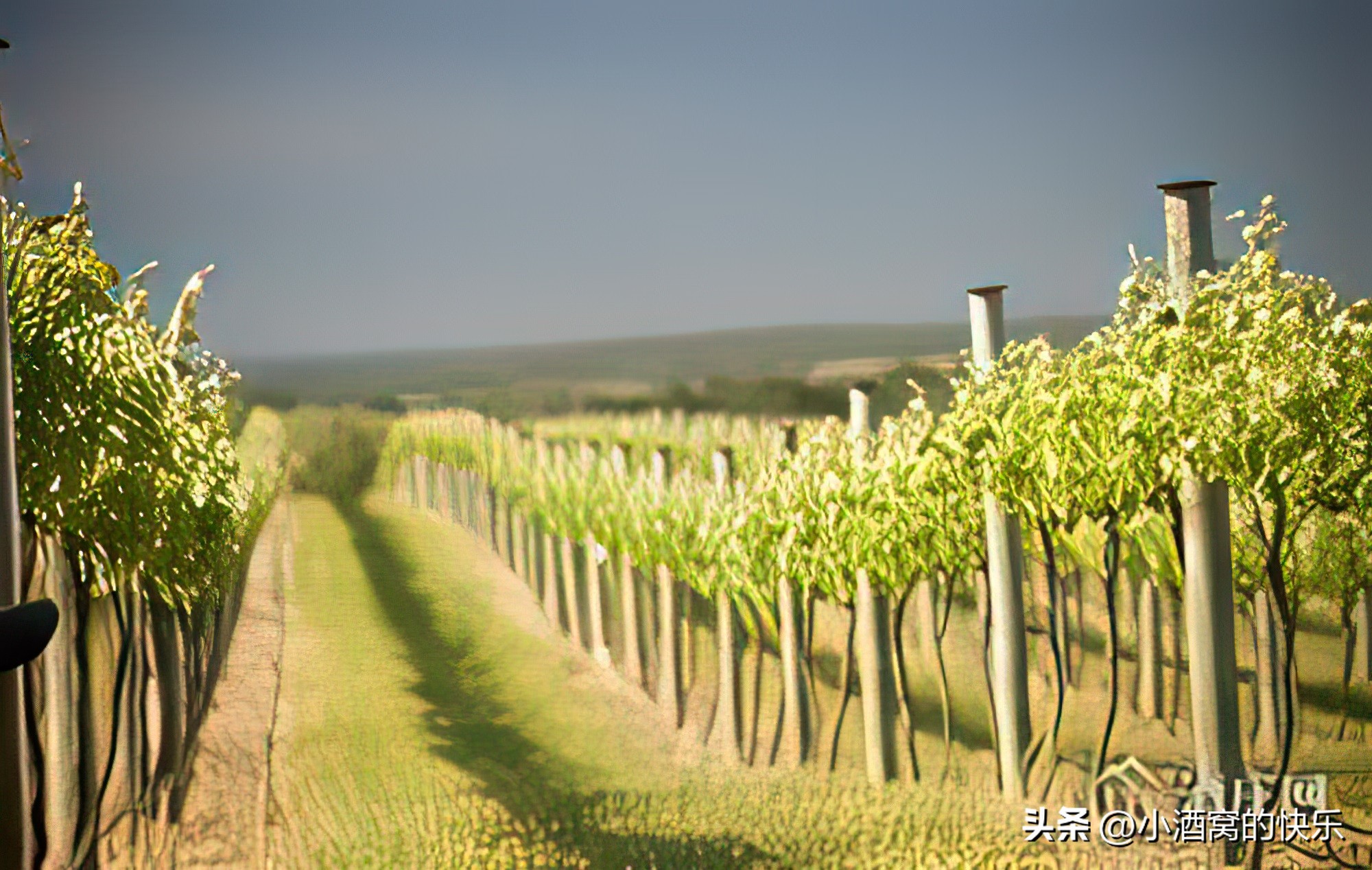 澳洲葡萄酒产区babarosa,澳大利亚葡萄酒产区详细讲解