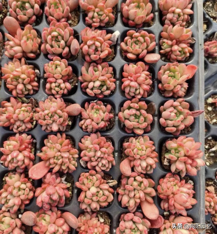 买多肉叶片划算吗,买多肉裸根好还是带土球好