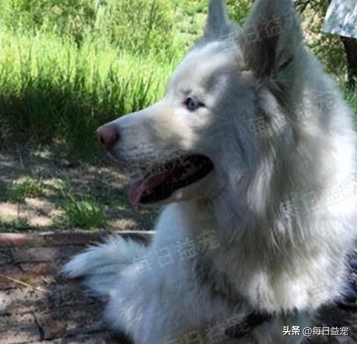 高价买回一只萨摩耶，半年后发现不对劲，铲屎官气到无力吐槽