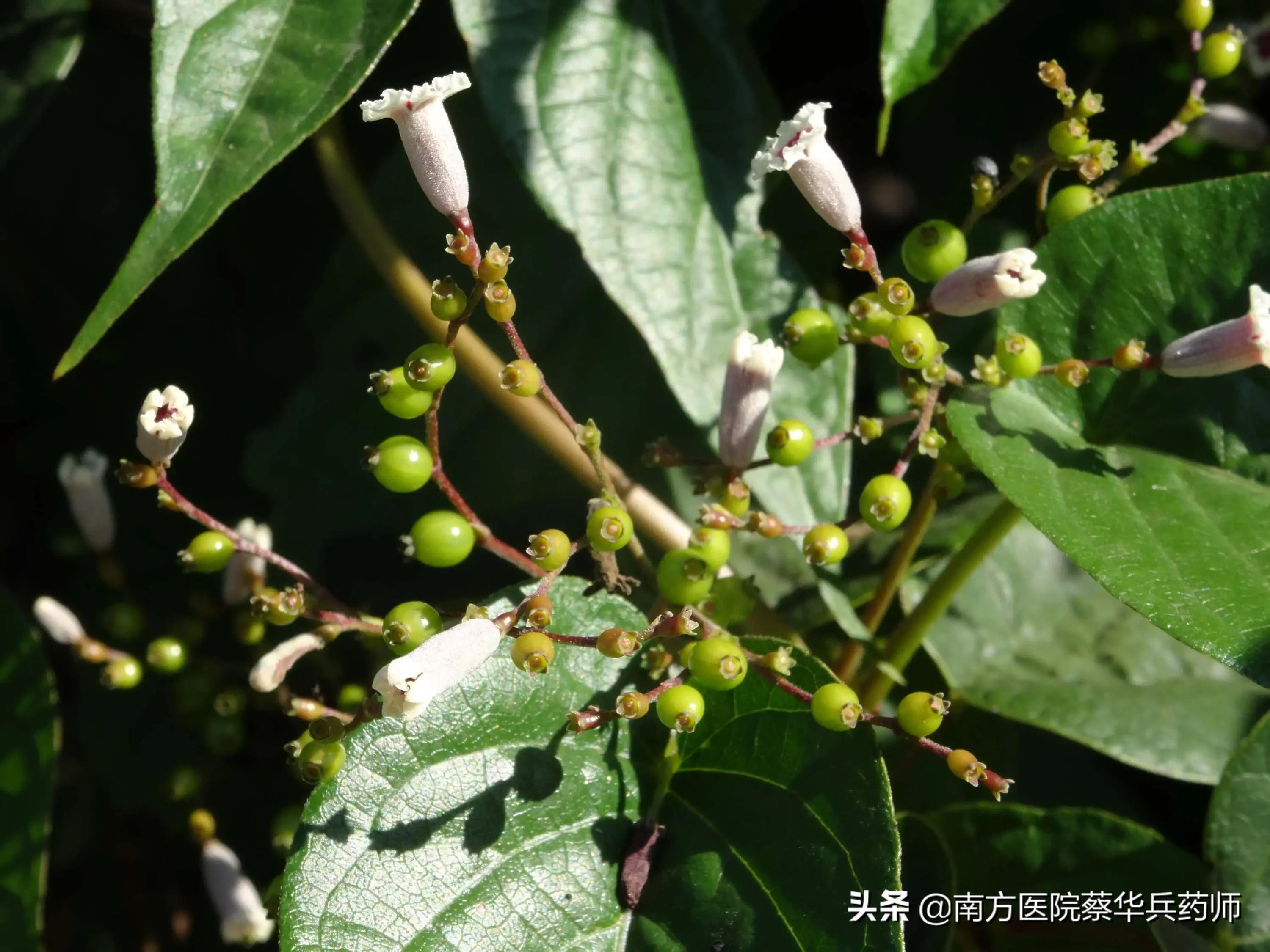 积食化痰止咳的中药,健脾开胃止咳化痰的中药